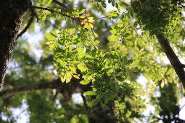 「アキニレ」の枝葉