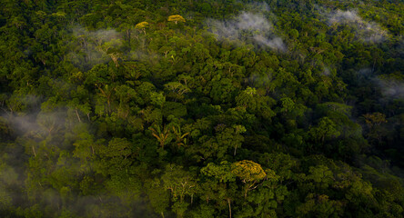 Aerial view of a colorful tropical forest with shades of green and yellow: the amazon forest seen from above