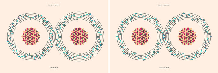 Conceptual vector representation of a xenon molecule, made up of two atoms, and the types of chemical bonds: covalent, atoms sharing electrons, and ionic, an atom gives an electron to another atom. 
