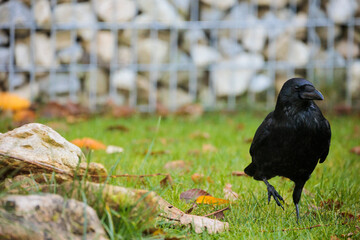 08.11.2021, GER, Bayern, Passau: Rabenkrähe im Garten.