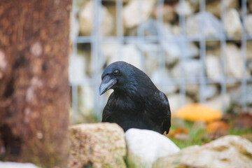 08.11.2021, GER, Bayern, Passau: Rabenkrähe im Garten.