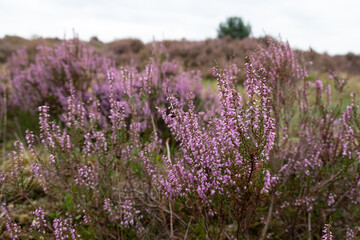 Fototapeta na wymiar purple heather