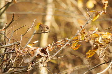 10.11.2021, GER, Bayern, Passau: Zaunkönig im Wald.