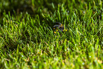 01.11.2021, GER, Bayern, Passau: Feuersalamander im Gras