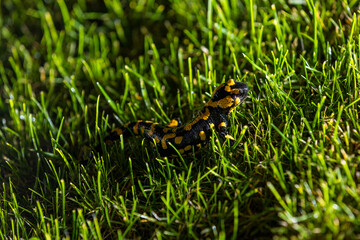 01.11.2021, GER, Bayern, Passau: Feuersalamander im Gras
