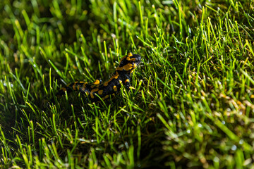 01.11.2021, GER, Bayern, Passau: Feuersalamander im Gras