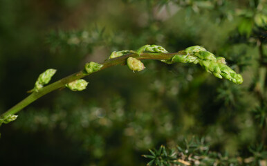 Close up of fresh wild asparagus, with the plant in the background, in November in southern Italy