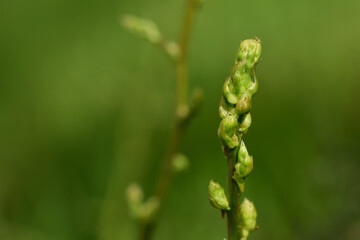 Close up of fresh ears of wild asparagus against green background in nature