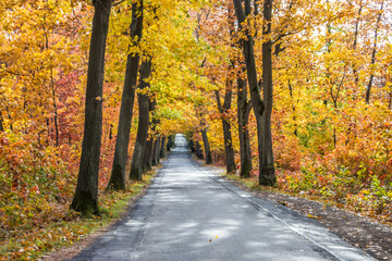 Discolored leaves of trees in an autumn alley