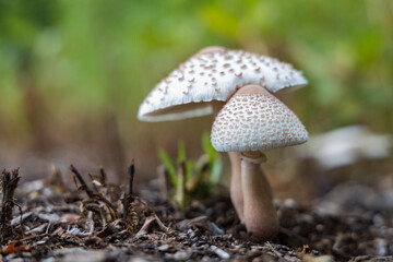 Two brown fly agaric mushrooms