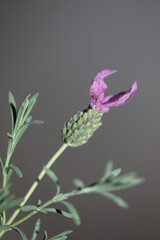 Flower blossom macro background lavandula stoechas family lamiaceae botanical high quality big size print