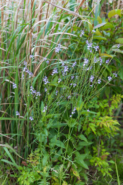 Small purple flowers growing in tall grass