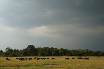 Fototapeta na wymiar ミンネリア国立公園の牛の大群（スリランカ）