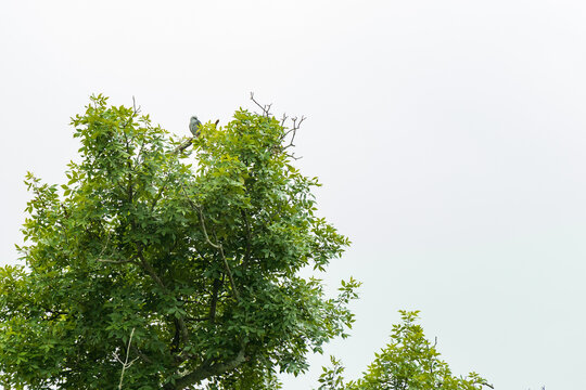 Mississippi Kite perched on tree limb