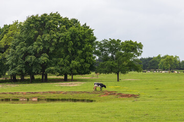 Longhorn with calf in green pasture
