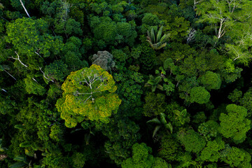 Aerial top view of a tropical forest with palm trees and a tree flowering with yellow flowers sticking out the tree canopy: the Amazon forest seen from above