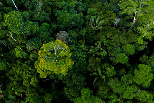 Aerial Top View Of A Tropical Forest With Palm Trees And A Tree Flowering With Yellow Flowers Sticking Out The Tree Canopy: The Amazon Forest Seen From Above