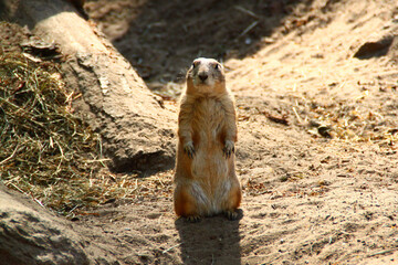prairie dog eating