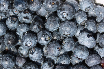 close up of blueberries
