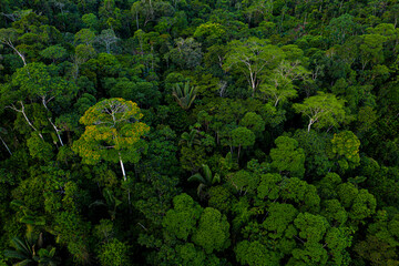 Fototapeta Aerial side view seen of a tropical forest with a beautiful tree canopy: the Amazon forest has the largest diversity of trees and palm trees per hectare as can be seen from this side view obraz