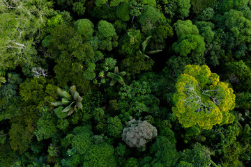 Fototapeta Aerial top view of tropical forest canopy with palm tree leaves, tree species and a flowering tree with yellow flowers: the diverse amazon forest seen from above obraz