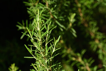 Fresh green rosemary grows outdoors on a bush in southern Europe. A branch as a close-up in the foreground