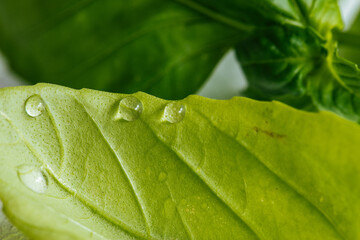 Close up of basil leaves with water drops on it