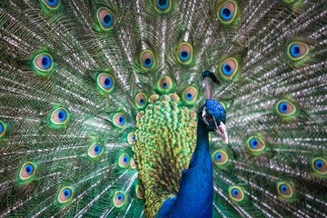 Fototapeta na wymiar close up of peacock