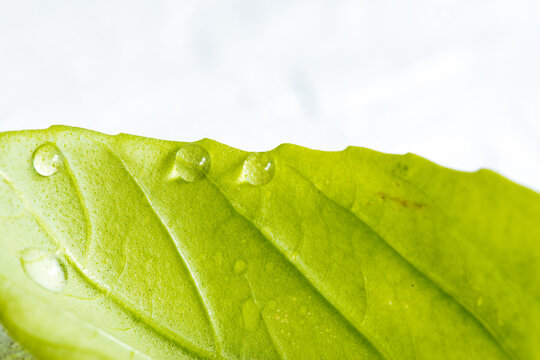 Close up of basil leaves with water drops on it
