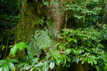 A large tropical tree is growing between the leaves in a tropical forest