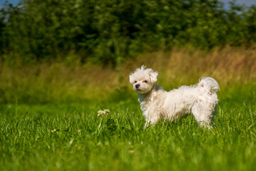 Fototapeta premium Small mini maltese dog on the meadow