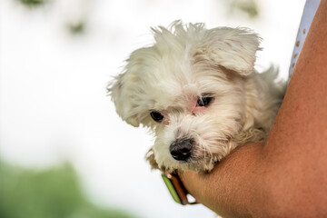 Small mini maltese dog on a woman's arm.