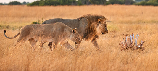 A pair of African lions walking in the savannah in the morning sun. Mating season. Panoramic...