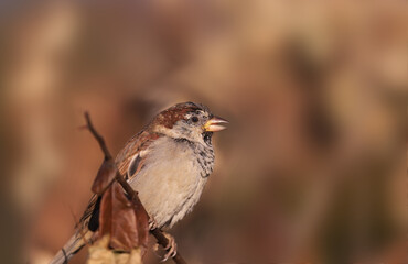 Gray sparrow on blurred brown background