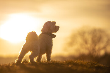 Malteser-Hund steht im Sonnenuntergang 