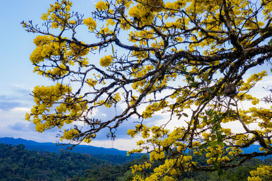Close up of tree branches with yellow flowers with a blue sky as background