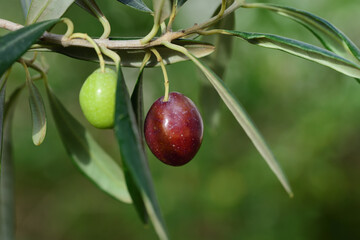 Close up of an unripe green and a ripe dark olive growing on an olive branch with leaves against a...