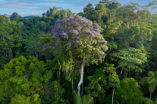 A large flowering tropical tree with purple flowers full of lianas in a tropical tree canopy