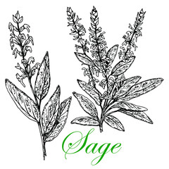 Sage. Leaves Stem Flowers Black White Sketch White Background Isolated hand drawn vector stock illustration. Engraving for Food Medical Cosmetic Packaging and Spice Labels