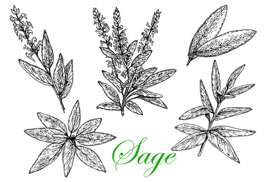 Sage. Leaves Stem Flowers Black White Sketch White Background Isolated hand drawn vector stock illustration. Engraving for Food Medical Cosmetic Packaging and Spice Labels
