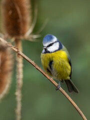 Adult Blue tit (Cyanistes caeruleus) perched on Teasel stalk