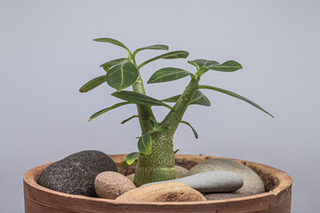 Young plant adenium in a clay pot on a white background