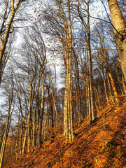 Obraz premium Winter in the fores, Dragoslavele Stone, Leaota Mountains, Romania 