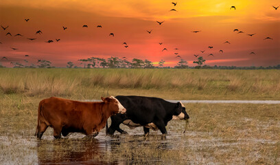 cows in the field