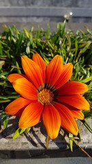 Gazania rigens