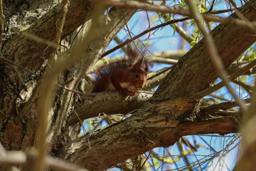écureuil perché avec sa noix sur l'arbre 
