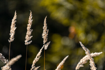 31.10.2021, GER, Bayern, Oberfrauenwald: Gräser im Herbst, Natur