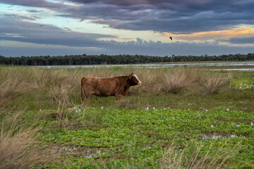 cows on a pasture