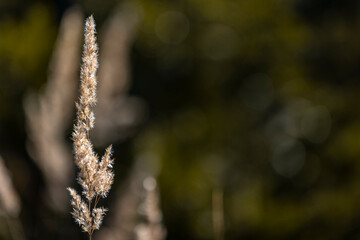 31.10.2021, GER, Bayern, Oberfrauenwald: Gräser im Herbst, Natur