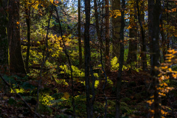 31.10.2021, GER, Bayern, Oberfrauenwald: Herbststimmung im bayerischen Wald.